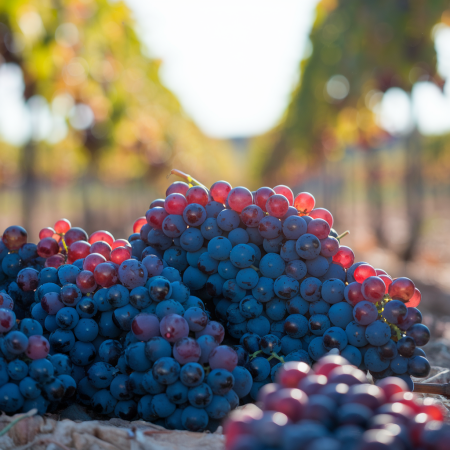 Caberner Sauvignon